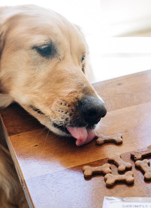 Shrimply Blue Dog Treats - photo courtesy of Jen Schmidt Photography